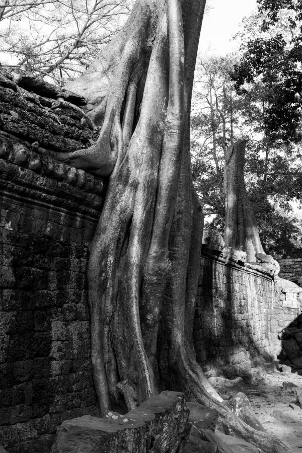 ta prohm-157.jpg